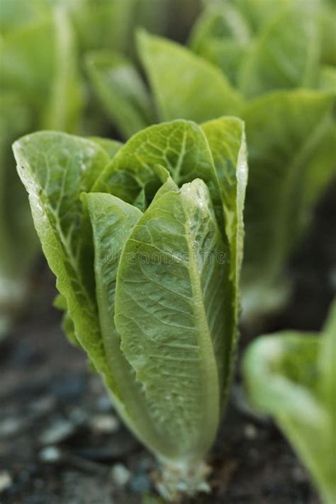 Head Of Organic Romaine Lettuce Growing In Shade House Stock Photo