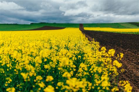 Canola Flowers In Field Stock Photo Image Of Cloud Blossoms 63854132