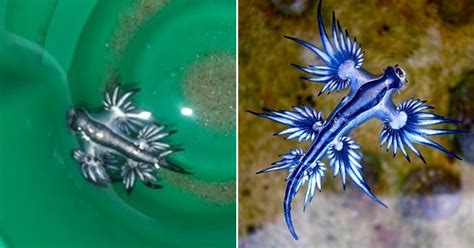 Dangerous Blue Dragon Slugs Have Invaded The Seawaters Of Texas Small
