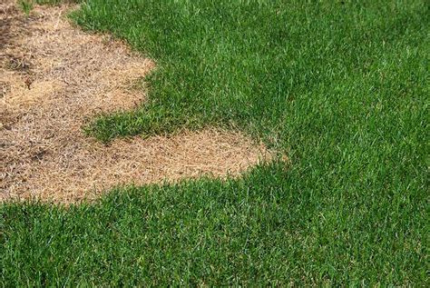 Top 9 How To Fix Dead Spots In Lawn In 2022 Đất Xuyên Việt Blog