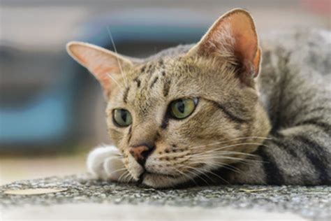 © rainer sturm/pixelio.de | es gilt einiges im griff zu haben, wenn man eine wohnung kaufen möchte. Katzen kaufen - was muss man beachten? Tierischehelden