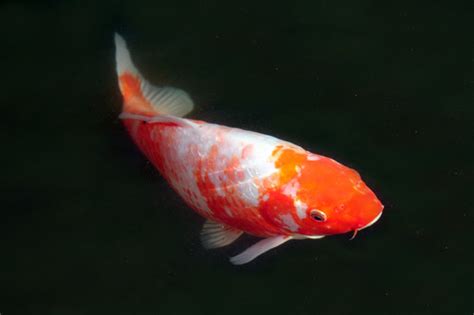 How many koi can you have in your pond? Koi Fish - Pictures Animal