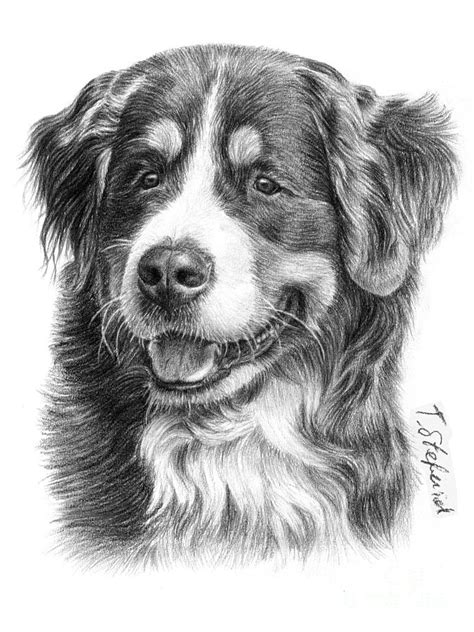 Bernese Mountain Dog Drawing By Tobiasz Stefaniak Fine Art America