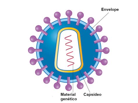 Vírus O Que São Tipos Características Viroses