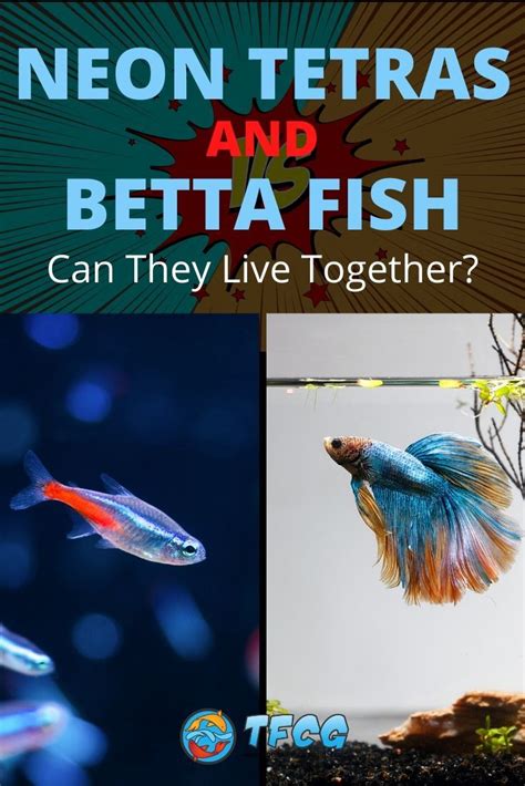 Mikrogeophagus ramirezi blue ram cichlid. Neon Tetras And Betta Fish - Can They Live Together? | TFCG