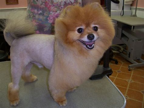 A Pom In A Lion Clip Dog Grooming Grooming Poodle