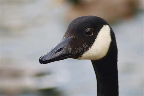 132 Up Close Profile Canadian Goose Stock Photos Free And Royalty Free