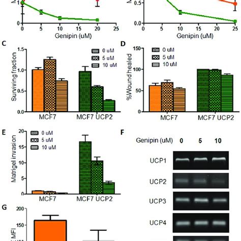 smad4 regulation of ucp2 gene expression ucp2 is down regulated by download scientific diagram