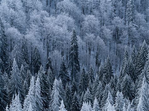 Download Wallpaper 1600x1200 Forest Trees Aerial View Snowy Frost