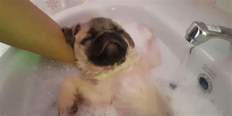 This Pug Is So Relaxed Videos The Dodo