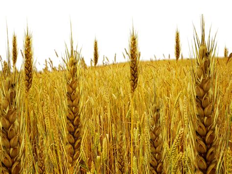 Wheat Field Png Transparent Images Png All