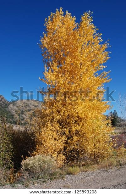 Golden Aspen Tree Autumn Single Aspen Stock Photo 125893208 Shutterstock
