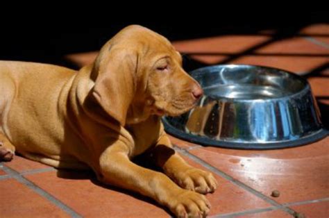 Dogs who have been diagnosed with inflammatory bowel disease (ibd) also seem to respond well to this type of diet. Pancreatitis Diet For Dogs | Dog Diet & Digestion | PawDiet