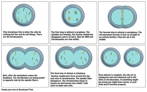 Cell Cycle Cartoon Storyboard By 105c786d