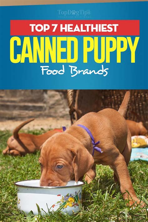 Looking for the best puppy food for your little friend? Top 7 Best Canned Puppy Food Brands in 2017 (for small and ...