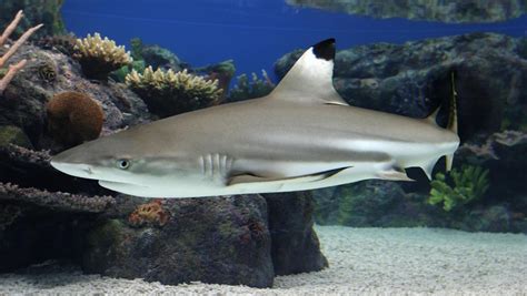 Sharks Of The Tropical Pacific Mcc