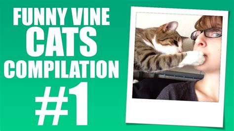 Cat Steals Cookie Funny Vine Cats 1 Youtube