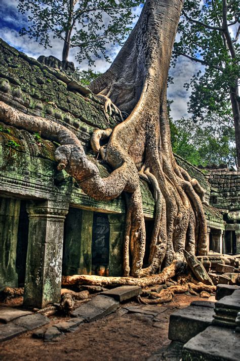 Angkor Wat Temple Tree Hdr Photography By Captain Kimo