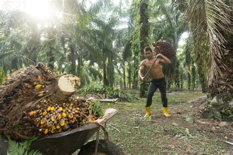 Mpob aspires to attain new heights for. MPOB expects palm oil stocks to fall 1.5 - 2m tonnes - The ...