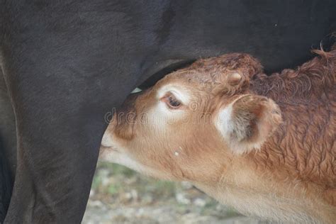 Baby Newborn Calf Veal Breastfeeding Detail Stock Image Image Of