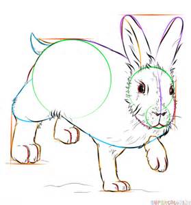 How To Draw A Showshoe Hare Step By Step Drawing Tutorials