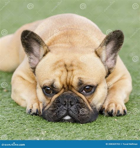 Fawn French Bulldog Puppy Lying Down And Resting With Sad Face Stock