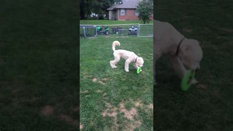 Dog Catches Frisbee Youtube