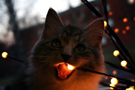 Find funny gifs, cute gifs, reaction gifs and more. Funny cats - part 184 (40 pics + 10 gifs) | Amazing Creatures
