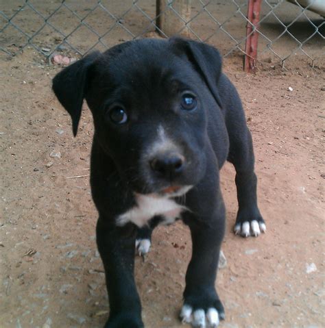 Cute Puppy Dogs Black And White Pitbull Puppies