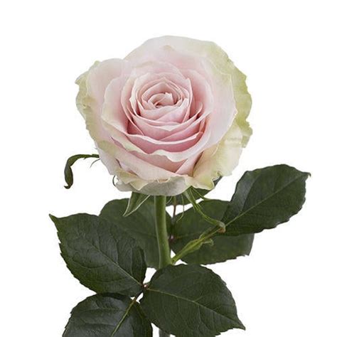 Free Delivery Premium Pink Mondial Pink Roses Flowers Near Me
