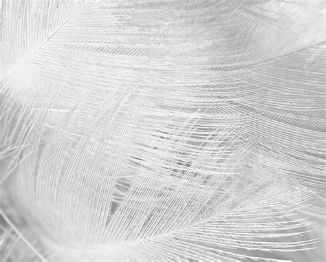 Download high quality white texture background stock illustrations from our collection of 41,940,205 stock illustrations. Black And White Feather Texture Background Photograph by ...