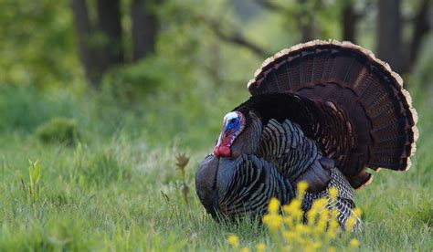 Republic of turkey independent country straddling southeastern europe and western asia detailed profile, population and facts. Wild Turkey Anatomy and Physiology | OutdoorHub
