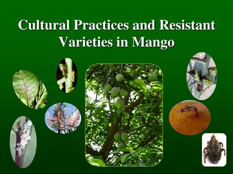 Ppt Cultural Practices And Resistant Varieties In Mango Powerpoint