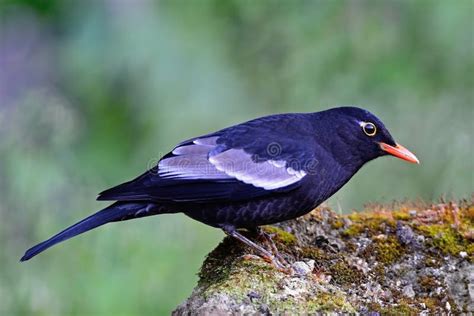 Male Grey Winged Blackbird Stock Photo Image Of Ornithology 36930258