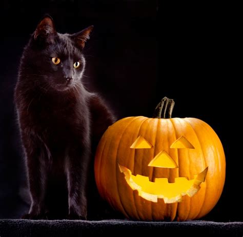 Learn what life might be like during the first month. October Black Cat Giveaway Has Animal Advocates Hissing ...