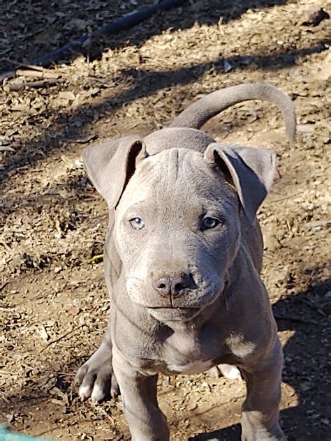 Nowadays, a lot of people prefer this type of pitbull over the bigger sized one. American Pit Bull Terrier Puppies For Sale | San Antonio, TX #319881