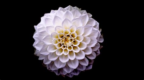 2560x1440 Dahlia Floral Flower 5k 1440p Resolution Hd 4k Wallpapers