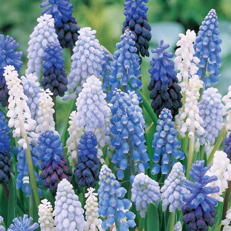 Muscari Mix Singing The Blues Blue Flowers Garden White Flower