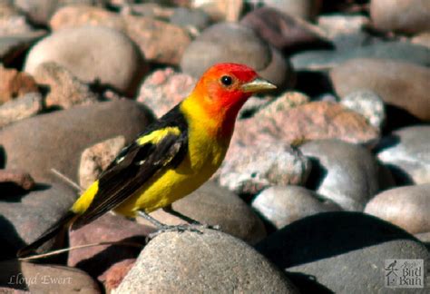 Western Tanager Jays Bird Barn