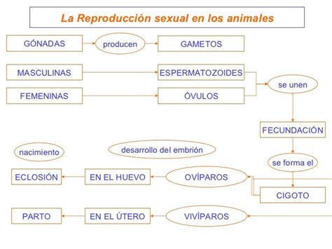 La Funcion De Reproduccion