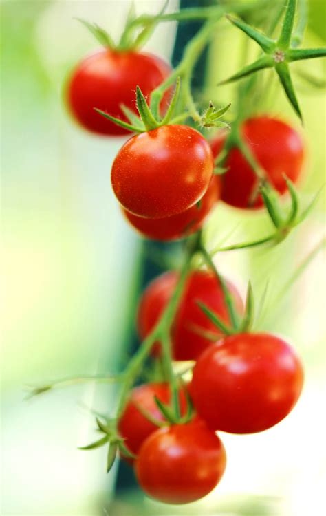 Cherry Tomato Sowing Growing Harvest Diseases And Pests