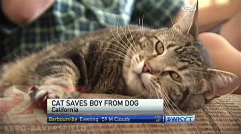 Hero Cat Saves Boy From Dog Orlando Sentinel