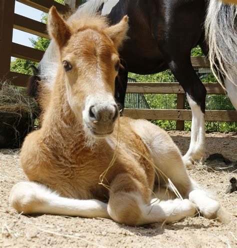 Baby pony wins our hearts and mom's too | Dallas ZooHoo!