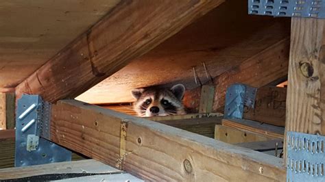 How To Get Rid Of Raccoons From The Yard Attic Or Under The House