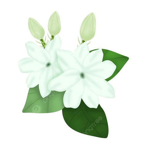 Bunga Melati Png Transparent Ilustrasi Bunga Melati Putih Flower