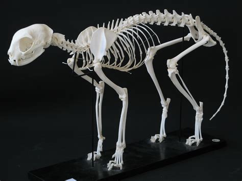 Skeleton Of A Category Cat Meme Stock Pictures And Photos