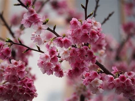 El Cerezo Japonés Sakura Los Viajes De Tendencias
