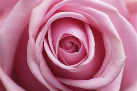 Pink Rose Macro Flower By Szonhor On Deviantart