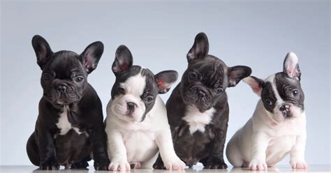 Are French Bulldogs Hypoallergenic Dogs Dogvills