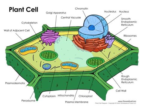 Crashcourse, biology, hank green, plants, plantae, chemistry, energy, learn, course, lycophyte, scale tree, carboniferous, angiosperm, eukaryotic, nucleus, prokaryotic, membrane, cytoplasm, organelle, cellulose, lignin, energy. plant-cell-diagram - Tim's Printables | ชีววิทยา ...